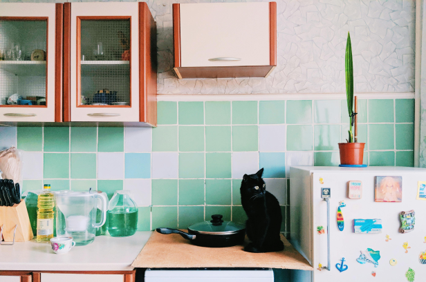 quiet mini fridge with black cat